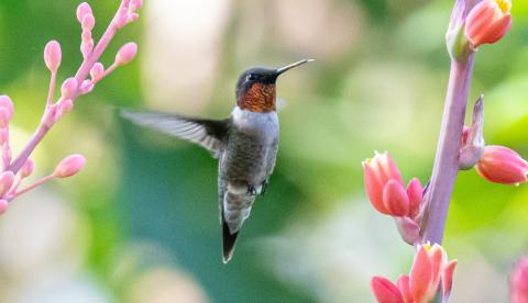 MNP August: Meet the Hummingbirds!