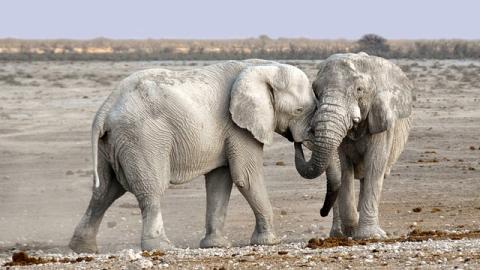 2 Elephants in a Desert