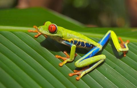 Tree Frog on a Leaf