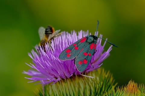 Winged Insect on a Purple Flower