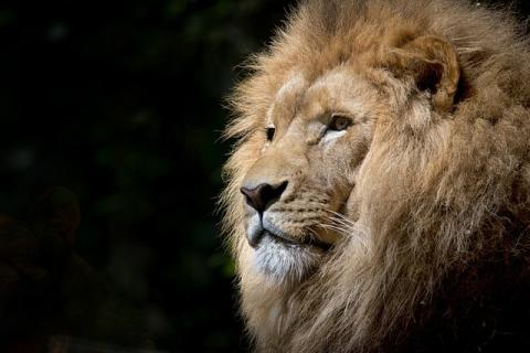 Male Lion