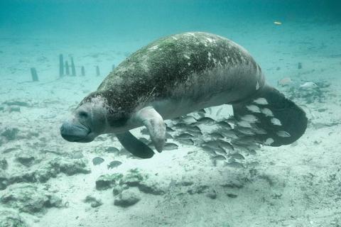 Manatee Under Water