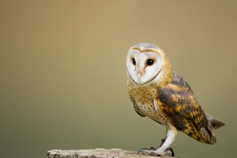 Picture of an Owl