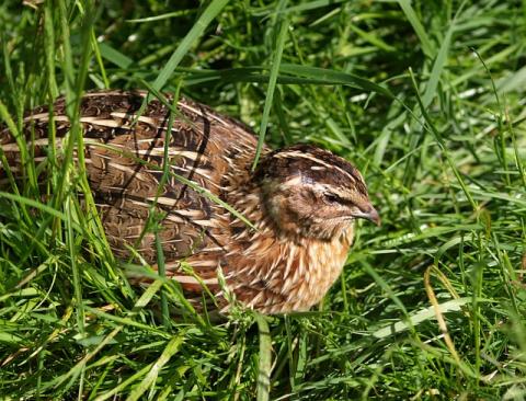 Quail Resting in Grass