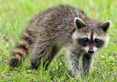 Raccoon Standing in Grass
