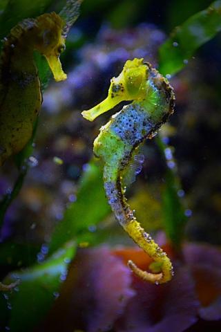 Seahorse Under Water