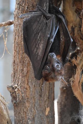 Vampire Bat Hanging from a Tree