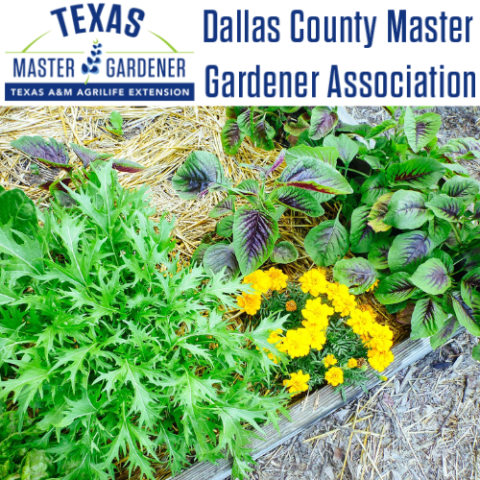 salad greens with the master gardener logo