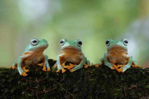 Frogs