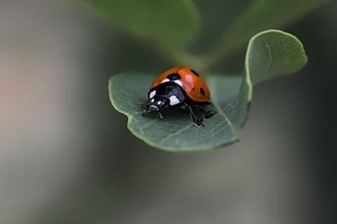 Close up of a ladybug on a green leaf.