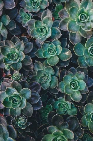 A collection of succulents all very close to one another. There is no gap to see what the succulents are sitting on. The leaves in the center of the plants are green and fade to violet on the outer layers as the plants grow bigger.