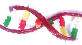 a double helix shape resembling made of twizzlers candy and gummy bears
