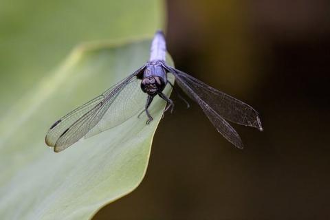 A damselfly rests on a green leaf with its wings outstretched.