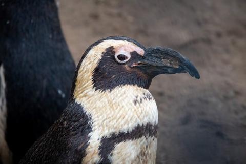 The top half of an African penguin looking calm while standing in front of a brown, rocky background. 