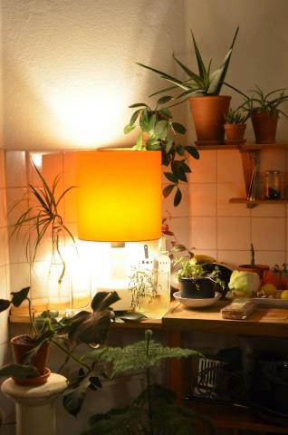 Tropical Plants in a Kitchen