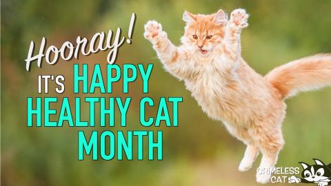 text: "hooray! it's happy healthy cat month" picture: pouncing kitten