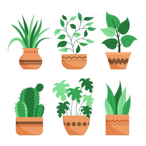 House Plants Image