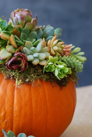 A pumpkin decorated with succulents