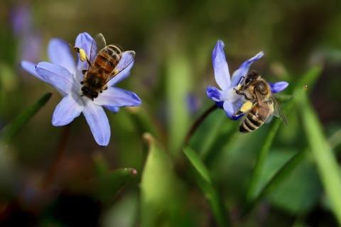 Two honey bees have landed on two blue flowers to drink nectar.