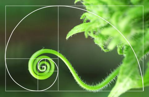 Fibonacci sequence guide overlaid with a plant