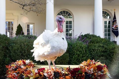 pardoned turkey