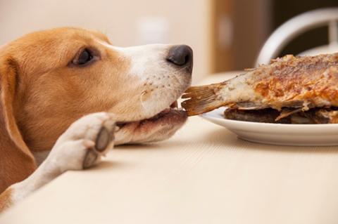 dog reaching for a turkey leg