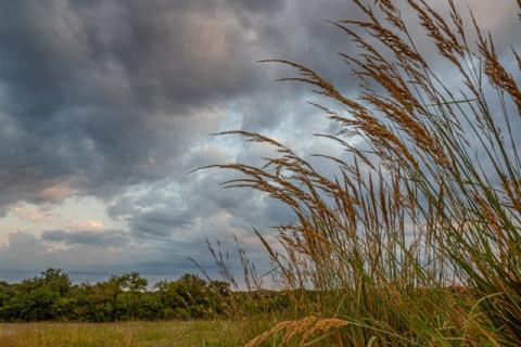 Connemara Preserve