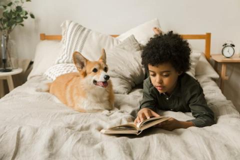 Child with dark curly hair laying on a bed reading to a corgi