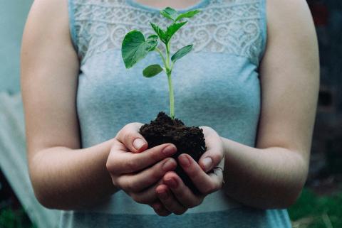 person holding soil and a small green plant