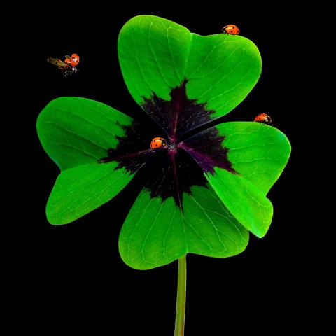 Four Leaf Clover with Lucky Ladybugs