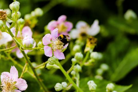 Black and Brown Bee on Pink Flower Selective Focus Photography