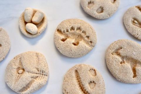 salt dough fossils