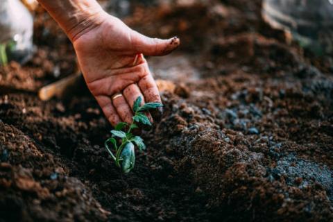 Hands planting a small tomato plant