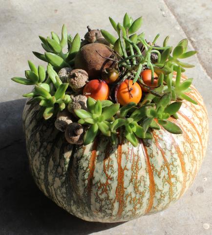 Succulent Pumpkin