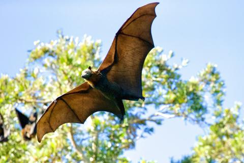 bat flight through the air in the daylight