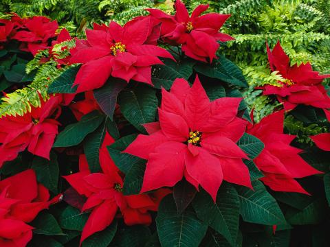 red poinsettias with green leaves