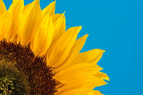 blue background with a large yellow sunflower in the lower left corner
