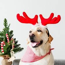 a dog in holiday antlers awaits adoption 