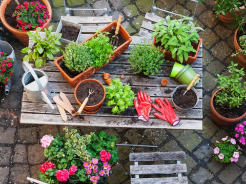 a table outdoors with gardening equipment