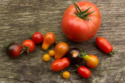 Different varieties of tomatoes