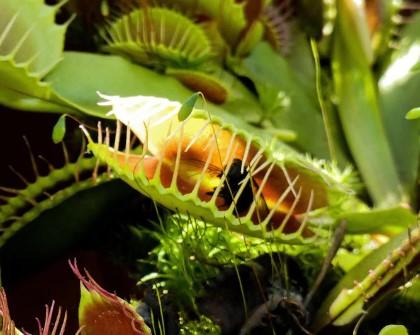 Picture of a caught fly in a Venus Flytrap plant.