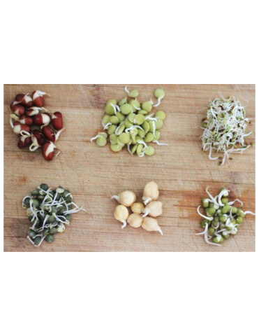 Example picture of beans sprouting