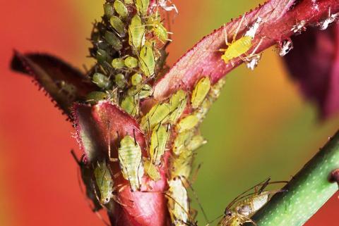 Picture of aphids on plant