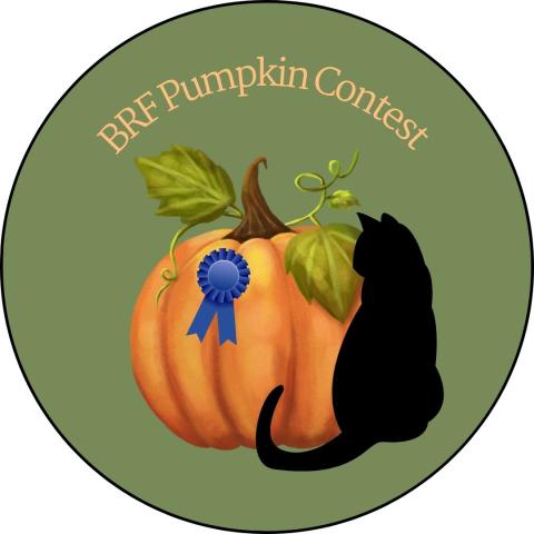 A pumpkin with a blue ribbon next to a black cat