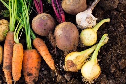 Picture of vegetables just picked from the ground, carrots, potatoes, leek, garlic, and turnip are pictured.