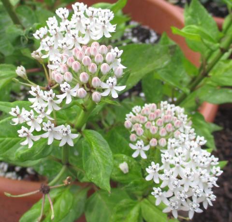 Picture of a blooming Texas Milkweed plant.