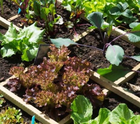 Picture of fall vegetable seedlings in the ground.