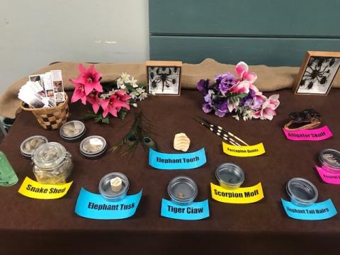 Animal specimens laid out on table