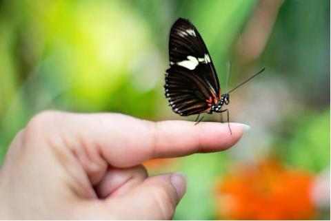 Butterfly perched on person's pointer finger.