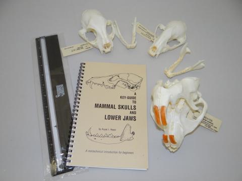 Animal Skulls